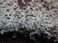 Hypotrachyna osseoalba