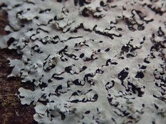 Hypotrachyna osseoalba