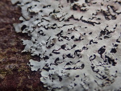 Hypotrachyna osseoalba