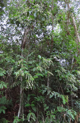 Posoqueria
