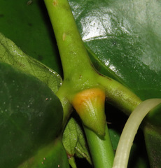 Posoqueria