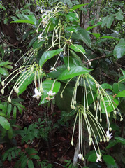 Posoqueria