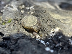 Helminthoglypta contracostae