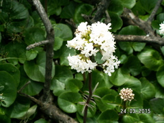 Valeriana asarifolia
