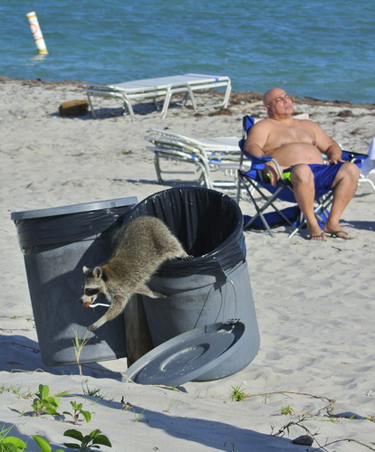 Common Raccoon photographed in Florida