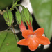 Markea coccinea - Photo (c) Rich Hoyer, some rights reserved (CC BY-NC-SA), uploaded by Rich Hoyer