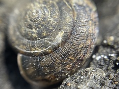 Helminthoglypta contracostae