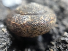 Helminthoglypta contracostae