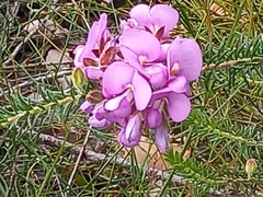 Gompholobium confertum