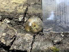 Helminthoglypta contracostae