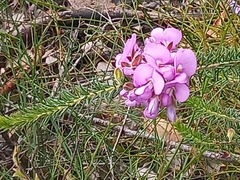 Gompholobium confertum