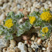 Girasoles Lanudos Y Parientes - Photo (c) Mojave Wildflowers, algunos derechos reservados (CC BY-NC-ND)