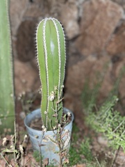 Lophocereus