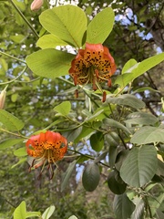 Lilium pardalinum vollmeri