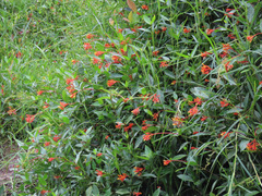 Palicourea croceoides