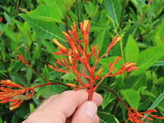 Palicourea croceoides