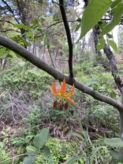 Lilium pardalinum vollmeri