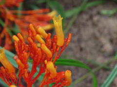 Palicourea croceoides