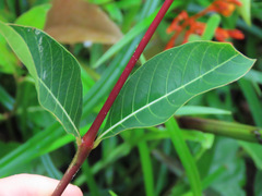 Palicourea croceoides
