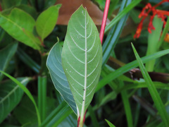 Palicourea croceoides