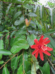 Passiflora tholozanii