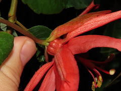 Passiflora tholozanii