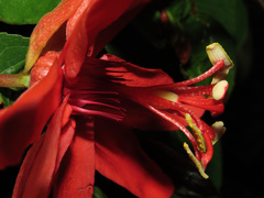 Passiflora tholozanii