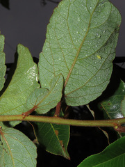 Passiflora tholozanii