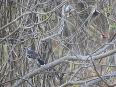 Thamnophilus bernardi