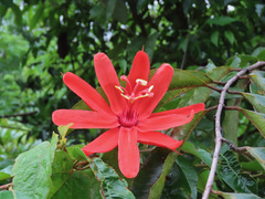Passiflora tholozanii