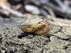 Helminthoglypta contracostae