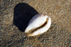Notocypraea angustata