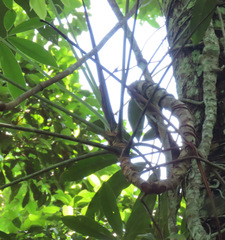 Thaumatophyllum spruceanum