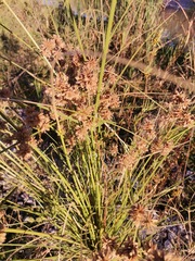 Cyperus elegans