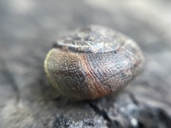 Helminthoglypta contracostae