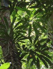 Thaumatophyllum spruceanum