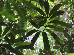 Thaumatophyllum spruceanum