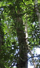 Thaumatophyllum spruceanum