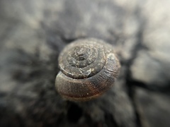 Helminthoglypta contracostae