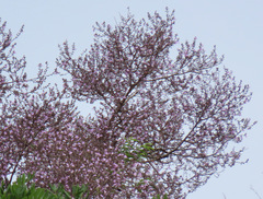 Qualea
