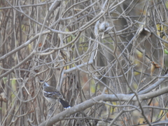 Thamnophilus bernardi