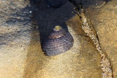 Chlorodiloma adelaidae