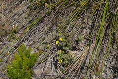 Aspalathus marginata