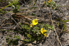 Aspalathus marginata