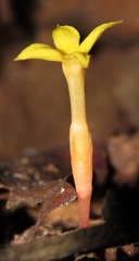 Voyria spruceana