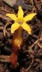 Voyria spruceana