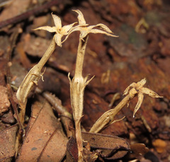 Voyria spruceana