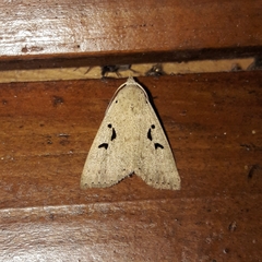 Rhosologia tripuncta