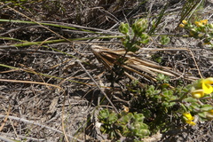 Aspalathus marginata