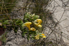 Aspalathus marginata